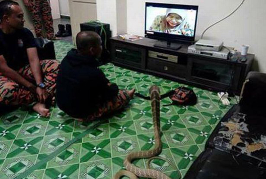 marries-snake 